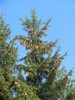 Roshen_244328.jpg