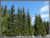 Roshen_412548.jpg