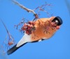 Roshen_834938.jpg