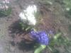 YASHUMICA_367376.jpg