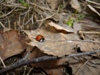 beegraf_220949.jpg