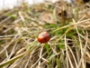 beegraf_331270.jpg
