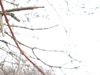 beegraf_441463.jpg