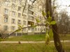 beegraf_582848.jpg