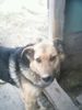 sasha_857500.jpg