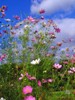 tanj_280543.jpg