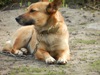zajka008_677309.jpg