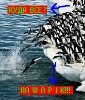 ycurik_309216.jpg